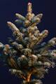 Abies lasiocarpa Compacta IMG_2729 Jodła górska